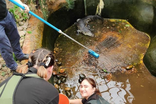 The Animal Team carried out essential maintenance in the Morelet’s Crocodile Enclosure this week (Photo: Tropical World)