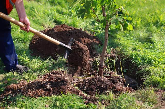 February is a good time to plant a tree
