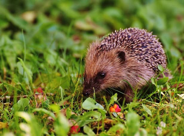 All animals love food, even more so when they don’t have to go through the effort of finding it. Nuts and seeds are the best bet for birds or you could push the boat out and opt for some mealworms for the foxes
