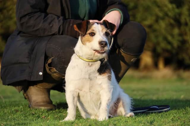 Patch the Jack Russell is looking for a home this week. Photo: Dogs Trust Leeds