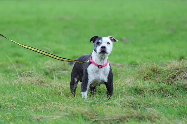 At 12 years young, Smiler prefers the quieter things in life and is looking for a relaxing home in which she can retire with someone around most of the time to keep her company. She is a very affectionate girl who loves a sofa snuggle and is content with short walks close to home.