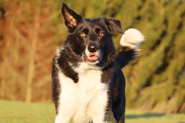 Archie is 6 years old and he's a very intelligent Collie who loves to learn. If you are a true Collie lover then you'll understand his breed traits and know how to bring out the best in him. His favourite thing is playing with his toys. He's housetrained and enjoys his walks. He also walks really nicely on lead. Although he is very wary of unknown people visiting his home, especially men, he loves interacting with people and is very affectionate once he knows you. He likes having doggy friends here at the centre and will happily make friends out and about, but he doesn't want to share his home with any other pets. The more effort you put into him the more you will get from him and in the right home he will thrive.