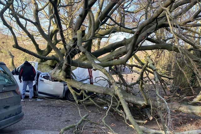 Fallen tree completely destroys van in Calverley as Storm Malik wreaks ...