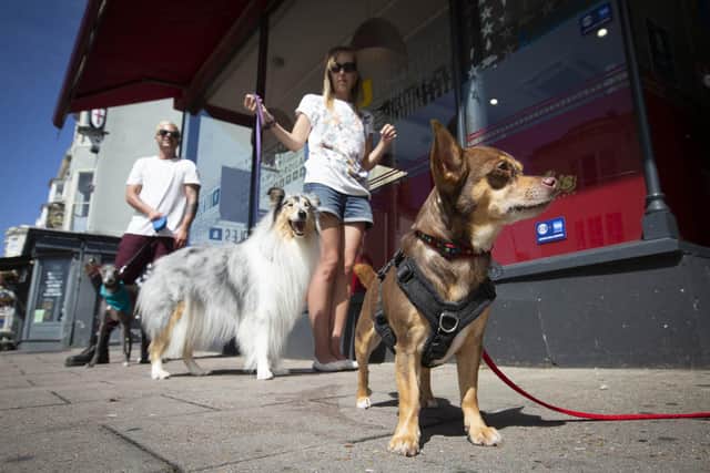 Pets, on their leads if applicable, will be able to browse all areas of the participating Wilko stores except for food aisles. Photo: Matt Alexander/PA