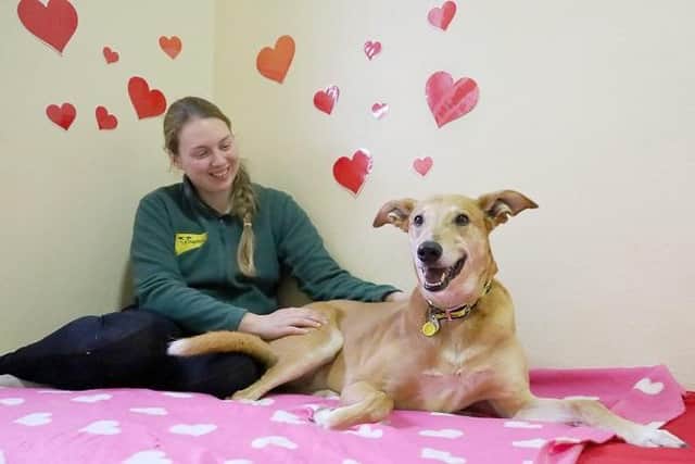Jake requires a calm and predictable adult only home where he has company all the time. Photo: Dogs Trust Leeds