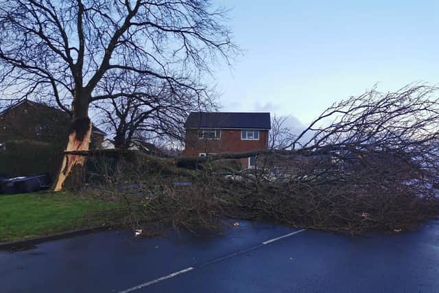 A road is blocked due to a fallen tree. Photo taken by Louise Baines.
