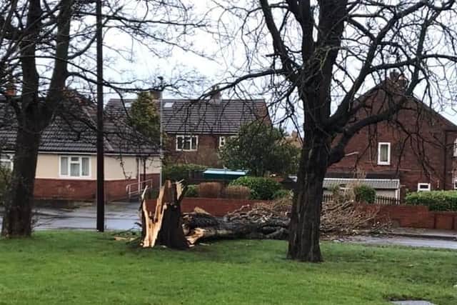 Thousands of homes in Leeds are without power due to Storm Eunice. These are the areas affected by power cuts, according to Northern Grid. Pictured is a fallen tree in Farsley, caused by Storm Eunice. Picture taken by Nicola Lawson.
