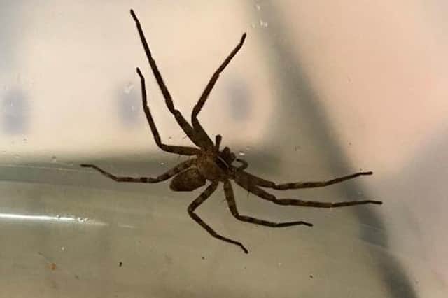 A huge venomous spider was found in a Yorkshire shipping container.