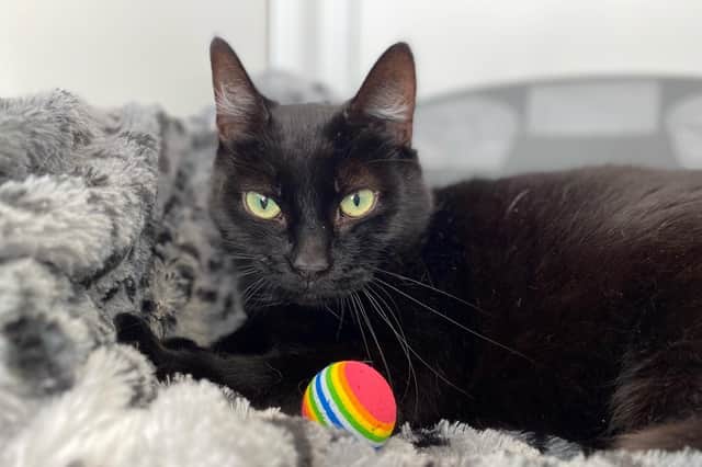 Misty is up for adoption this week at RSPCA Leeds, Wakefield and District Branch. Photo: RSPCA