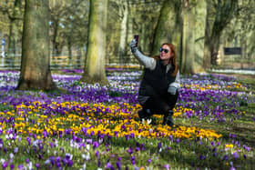 A fantastic display of Crocuses brightening up the woodland area near Temple Newsam House for visitors. Pictured Steph Smith, 34, of Tadcaster, stopping to take a selfie amongst the beautiful array of colours. (Photo: James Hardisty)