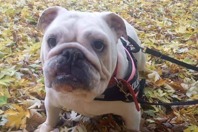 Miss Pickles is recovering after the successful surgery but her story helps highlight the health problems plaguing flat-faced dogs.