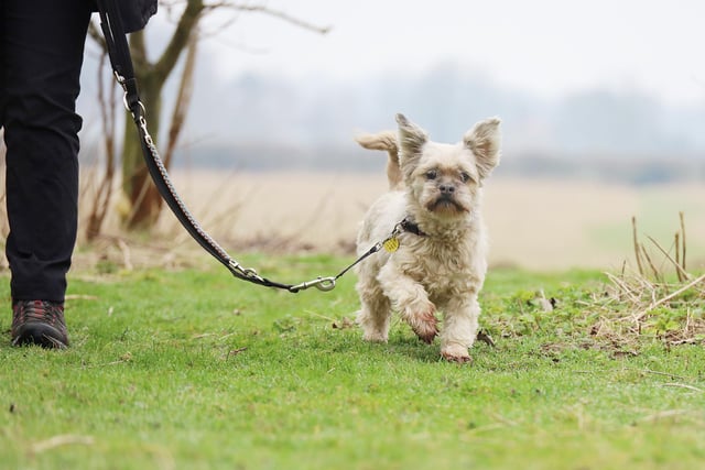 Mitzy, a 10-year-old Lhasa Apso was spotted out enjoying a lovely walk! She’s still full of life and enjoys being kept busy. A lap dog she certainly is not! She is looking for adopters who are as active as she is and will enjoy having lots of adventures with her.