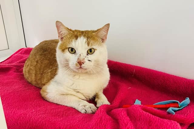 Three-year-old Neville is looking for his forever home this week.