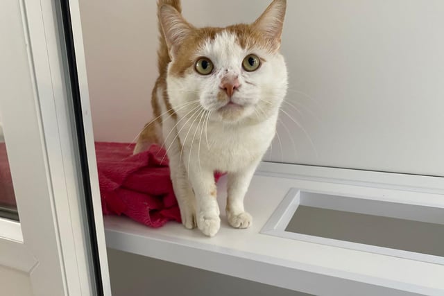 Neville is a very handsome ginger and white boy.  He came into the centre after a tough time on the streets. He is a rough diamond with a heart of gold. Neville is really enjoying his comfy warm bed and home comforts at the centre, he especially loves snuggling into his favourite pink blanket.