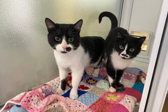 Florence and Ernie are two of a kind! Both with stunning green eyes and lovely markings all over. They love to snuggle up to one another, the team find it cute when they see them rest their tails around each other. When they aren’t curled up and having a snooze, they love to play with their toys and are great fans of being stroked and having plenty of fuss from the team.