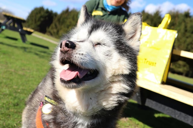 Kathka, a 13-year-old Siberian Husky was all smiles this week as she was adopted and left the rehoming centre to start her new life in her forever home. She is such a sweet girl so we know her new family will be having lots of fun with her!