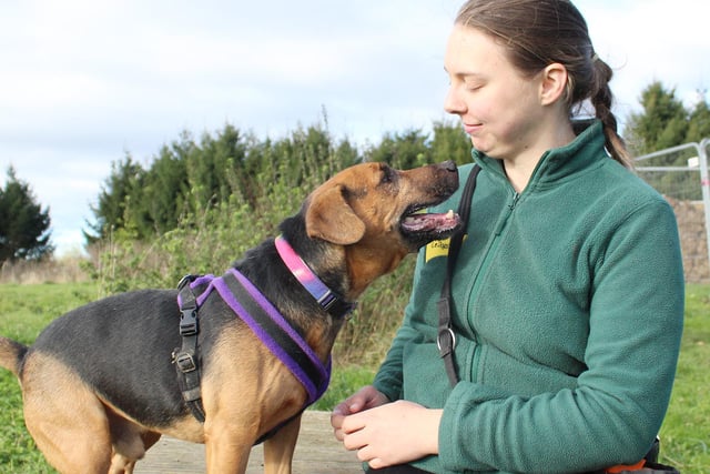 Here is Taz enjoying a sneaky snuggle with his handler during a recent training session. He’s a 10-year-old Terrier cross who is full of personality and loves being around people he knows. He is doing great with his training and looking for a new home with adopters who will take their time getting to know him and continue his training at home.