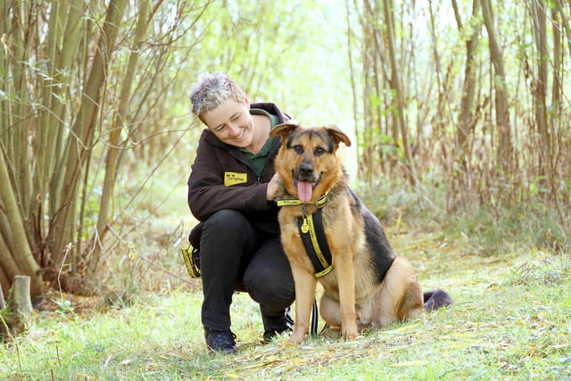 Buster came by to visit the centre this week. He’s a three-year-old Rottweiler cross who is living off-site with a foster carer. He popped in to say hello and enjoyed a lovely walk with one of his favourite Canine Carers Amy. He’s such a sweet lad and is loving it at his foster home but hopes he’ll soon find his forever home. He has some anxieties so will need confident adopters who will work with the training team to slowly transition him to a new life.