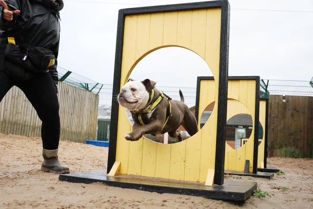 Bertie hit new heights with his agility training this week! He’s a two-year-old Bulldog who is full of energy. He loves getting out and about and here he is showing just how aerodynamic he can be! He’s hoping to find a new home in a calm and predictable adult household, with adopters who will understand his worries and help him continue to flourish.
