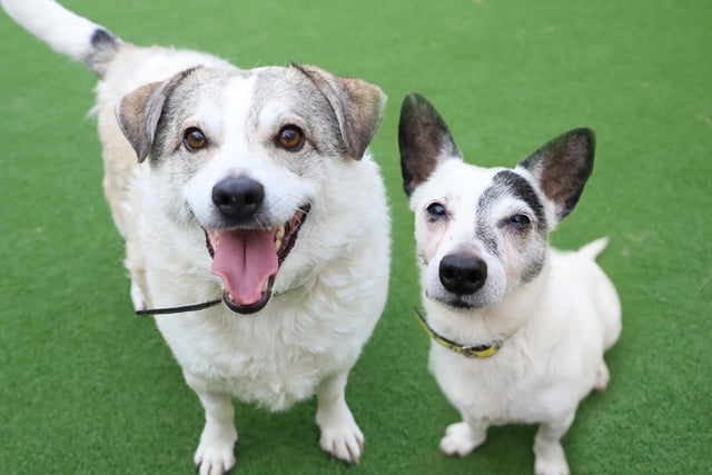 Charlie and Misty posed for this lovely photo and don’t they look super cute? They’re a devoted pair of best friends who are looking for a new home together. Charlie, a four year old Collie Cross and Misty, a 13 year old Jack Russell Terrier are lots of fun to be around and although may seem an odd couple, they really are best friends. They’d love to find a home with adopters who lead a calm and peaceful life.