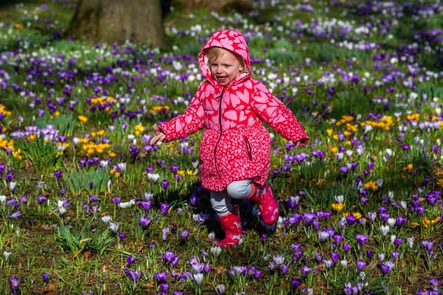 A fantastic display of Crocuses brightening up the woodland area near Temple Newsam House for visitors. Pictured Sofia Johnston, two, of Pontefract, takes careful steps amongst the beautiful array of colours. (Photo: Tony Johnson)
