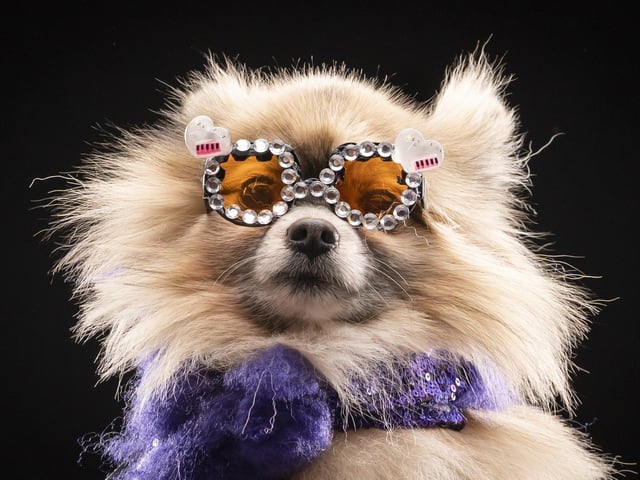 Dexter the Pomeranian dog models a design inspired Sir Elton John