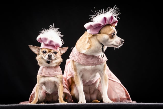 Chihuahua's Dolly (left) and Willow dressed to impress