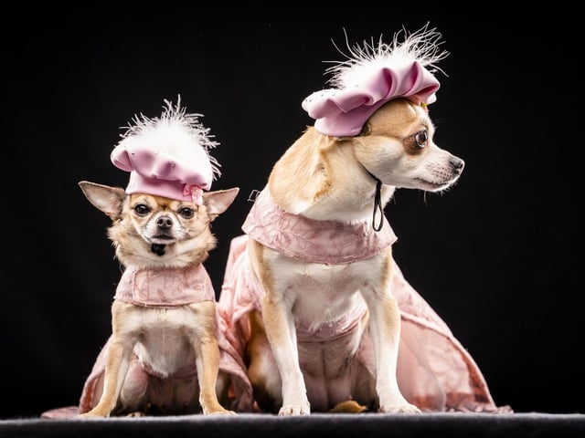 Chihuahua's Dolly (left) and Willow dressed to impress