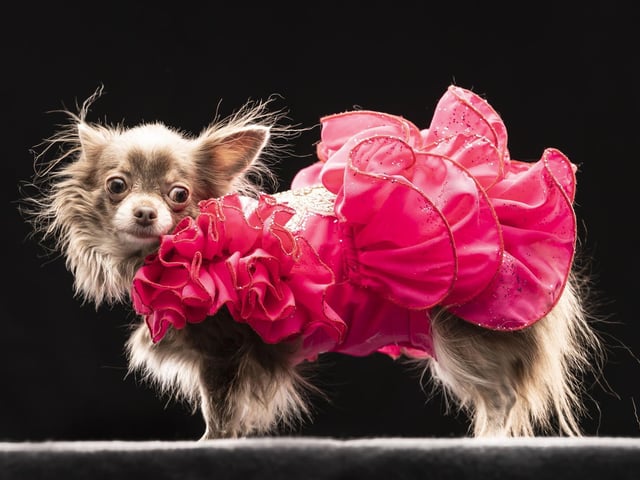 Genevieve Catalaya Evangeline models a design inspired by Marilyn Monroe