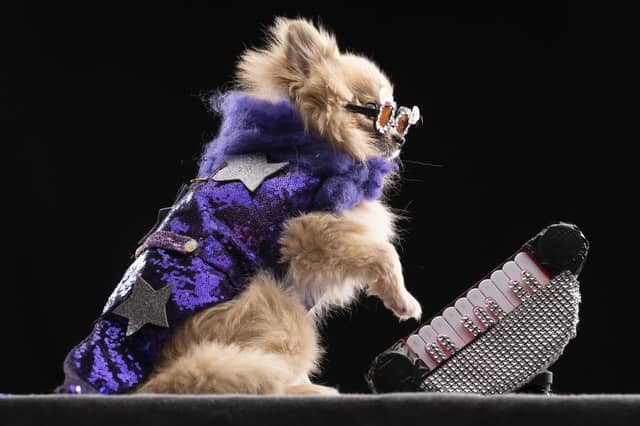 The Furbabies Dog Pageant took place at Collingham Memorial Hall (Photo: Danny Lawson/PA Wire)