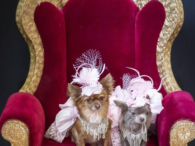 Chihuahuas Rosie (left) and Minnie model designs inspired by the Olsen Twins