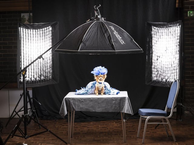 Rosie the Chihuahua models a design inspired by Nicole Kidman in a photographer's studio