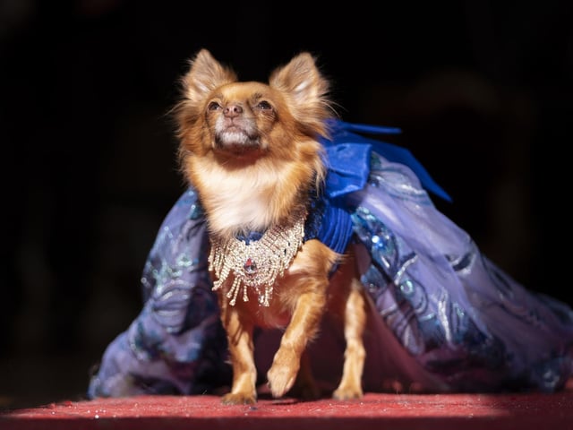 A dog is judged on the red carpet