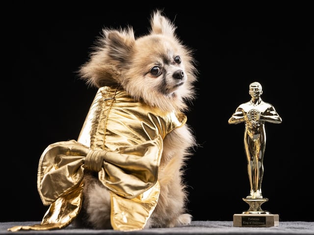 Dexter the Pomeranian dog models a design inspired by a golden Oscar