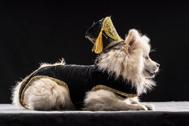 Bailey the Pomeranian dog models a velvet and gold design