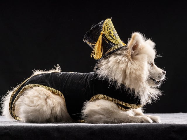 Bailey the Pomeranian dog models a velvet and gold design