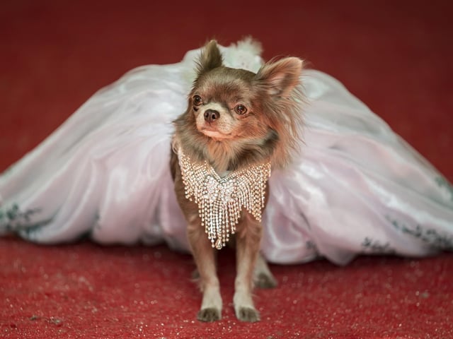 A dog is judged on the red carpet