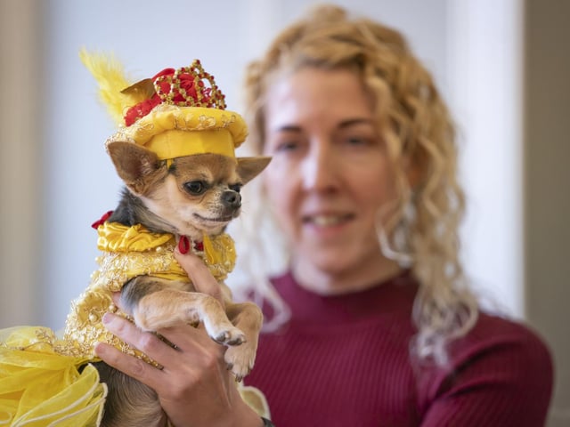 Mandy Corbett holds her Chihuahua, Lindy Lou, who is modeling a design inspired by Belle's ballroom gown from Beauty and the Beast