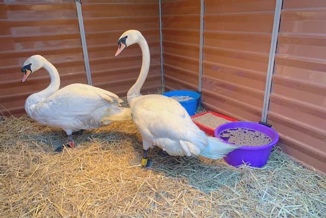 Animal service rescues swans found coated in vegetable oil from River Aire outside Royal Armouries