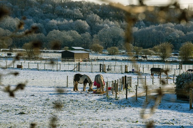 Horses enjoy breakfast in the snow at Rodley.