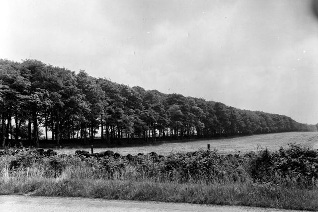 Eccup Lane pictured in July 1951 looking across a field towards King Lane, at the other side of a line of trees. Five Lane Ends is off the picture to the left.