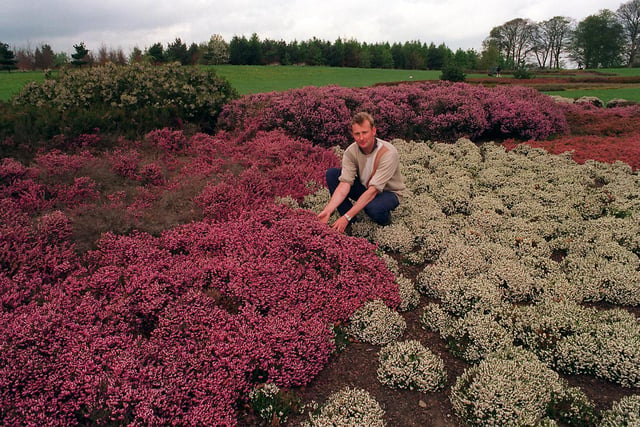 Golden Acre Park gardener Alistair Muir is pictured with the 'Harry Ramsden' heather collection.
