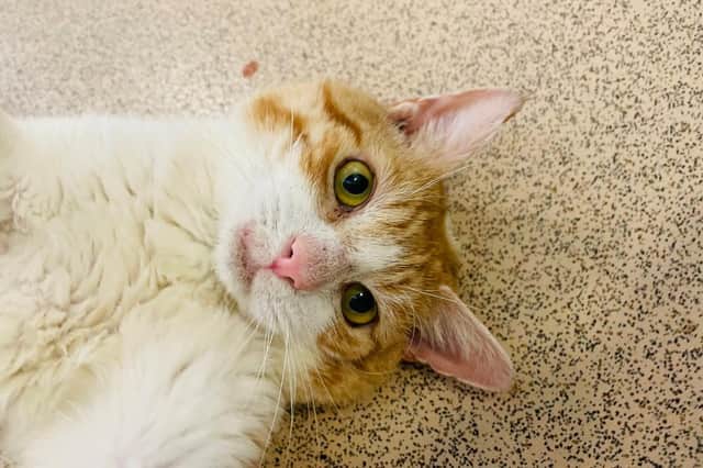 Trent is up for adoption this week at RSPCA Leeds and Wakefield. Photo: RSPCA