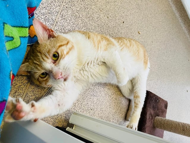 Trent has undergone a lot of vet treatment and TLC whilst being at the centre. Now he is on the road to recovery, Trent is ready to find his new forever home and family. Trent is a super friendly and affectionate boy who loves all the fuss and attention the team and volunteers give him. He loves being stroked and loves to play football with his toys.