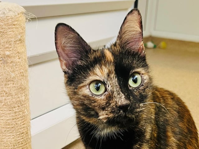 Cici came to the centre after she was rushed to the vet due to difficulties giving birth. She was very brave throughout and is feeling much better now, and is now ready to find her forever home. As you can see, she is a very pretty tortie girl with a beautifully soft coat (take our word for that until you meet her!).