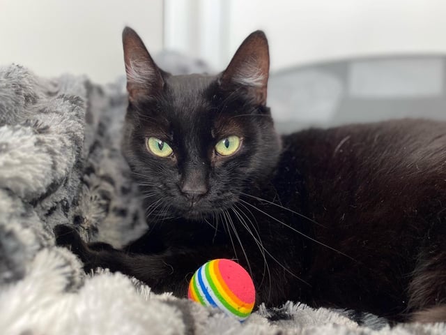 Look into those big eyes! Misty is a beautiful eight-year-old female with lots of love and cuddles to give. She is described as a gentle-natured lady with plenty of elegance about her, but she also loves a good rough and tumble with a brand new toy too. Misty is a little bit shy so will need an owner who is patient with her, and would prefer an adult-only household.