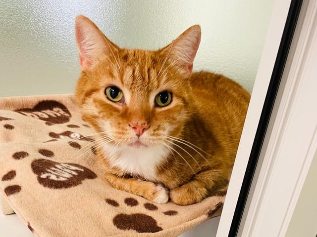 Milo came into RSPCA care as his owner could not afford to keep him. He is a lovely friendly boy, enjoys being stroked and being around people, but is also happy at times to have a snooze on his own. Milo is not keen on other cats and can get a bit stressed if other cats in the cattery are looking into his apartment.