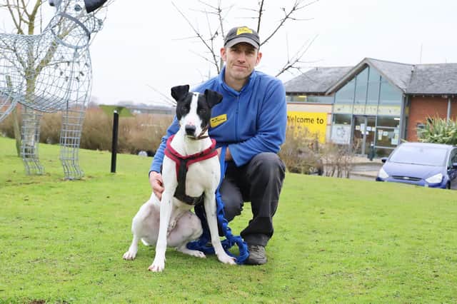 Joey, a two-year-old old Lurcher, is one of the dogs hoping to find their forever homes soon at Dogs Trust Leeds.