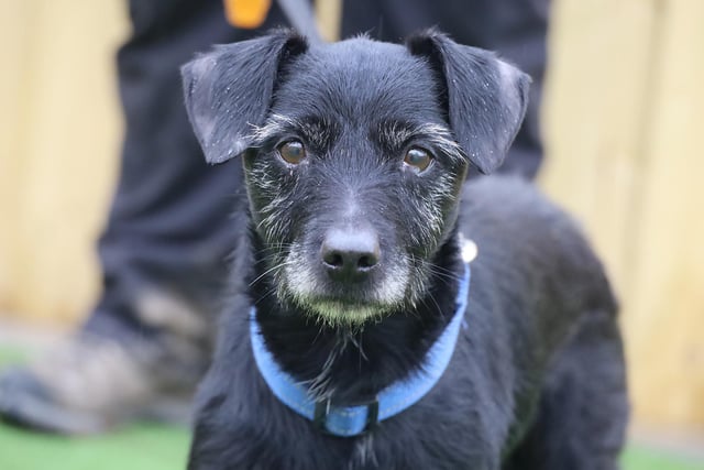 Mac is a handsome 11-year-old Patterdale who lives for a game of fetch! He is a super sprightly older gent who's still up for loads of fun and adventures. He is wary of people he doesn't know so likes you to let him decide when he's ready to be friends. Even though he isn't a complete snuggle-buddy, he makes up for this with lots of cheeky terrier personality and a playful disposition that will always make you smile. Mac will need adopters who will get to know him slowly. Once he's comfortable he'll be your friend for life so it's well worth the initial wait. He likes a peaceful life in between his adventures so it must be a calm adult only household with few visitors. He isn't interested in other dogs at all, so although he's manageable out and about, he doesn't want to share his home with any other pets. He will need a very secure garden to explore and play in.