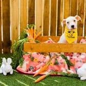 Dogs Trust has warned owners about the danger of chocolate for pets ahead of Easter.